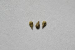 Cryptantha decipiens