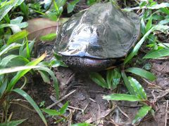 Platemys platycephala