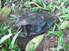Platemys platycephala