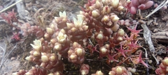 Sedum cespitosum