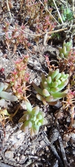 Sedum cespitosum