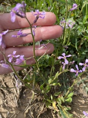 Chorispora tenella