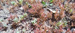 Sedum cespitosum