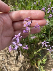 Chorispora tenella