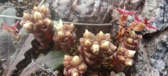Sedum cespitosum