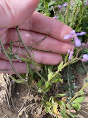 Chorispora tenella