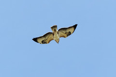 Buteo buteo