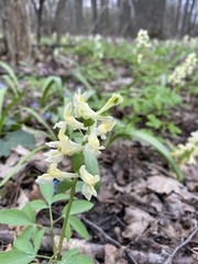 Corydalis cava marschalliana