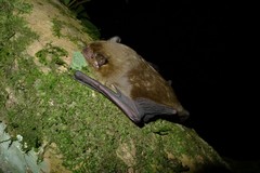 Scotophilus dinganii