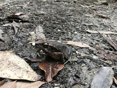 Rhinella ornata