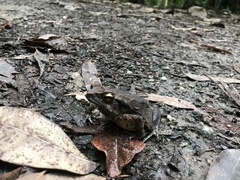 Rhinella ornata