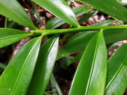 British Honduras yellowwood