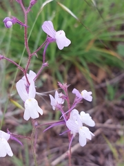 Linaria incarnata