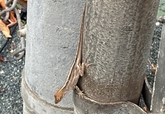 Anolis sagrei
