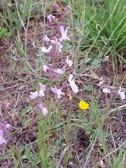 Linaria incarnata