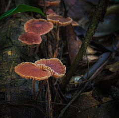 Fungi