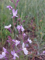 Linaria incarnata