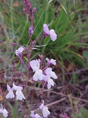 Linaria incarnata