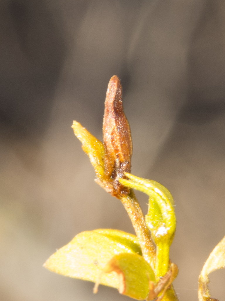 Creosote Apex Gall Midge