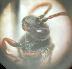 Nomada flavoguttata