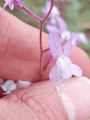 Linaria incarnata
