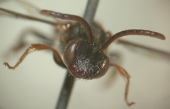 Nomada flavoguttata