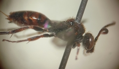 Nomada flavoguttata