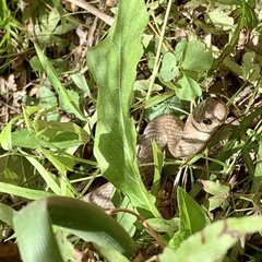 Coluber constrictor etheridgei