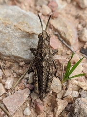 Eumigus