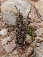 Eumigus