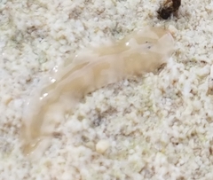 Notocomplana ferruginea