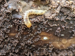 Synchroidae