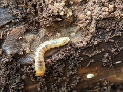 Synchroidae