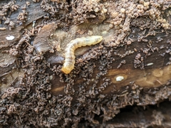 Synchroidae