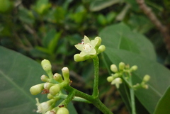 Psychotria manillensis