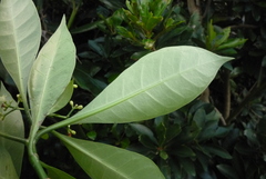 Psychotria manillensis