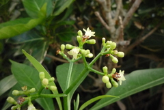 Psychotria manillensis