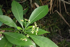 Psychotria manillensis