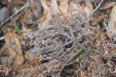 Arceuthobium pusillum