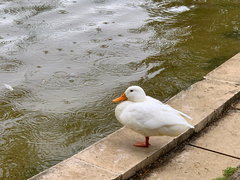 Anas platyrhynchos domesticus