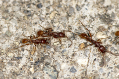 Neivamyrmex nigrescens