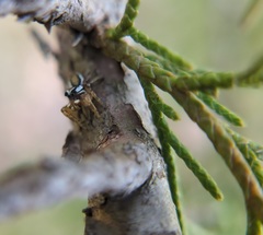 Pelegrina pervaga