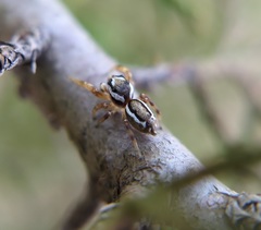 Pelegrina pervaga