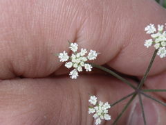 Apiaceae