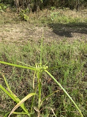 Cyperus pseudovegetus