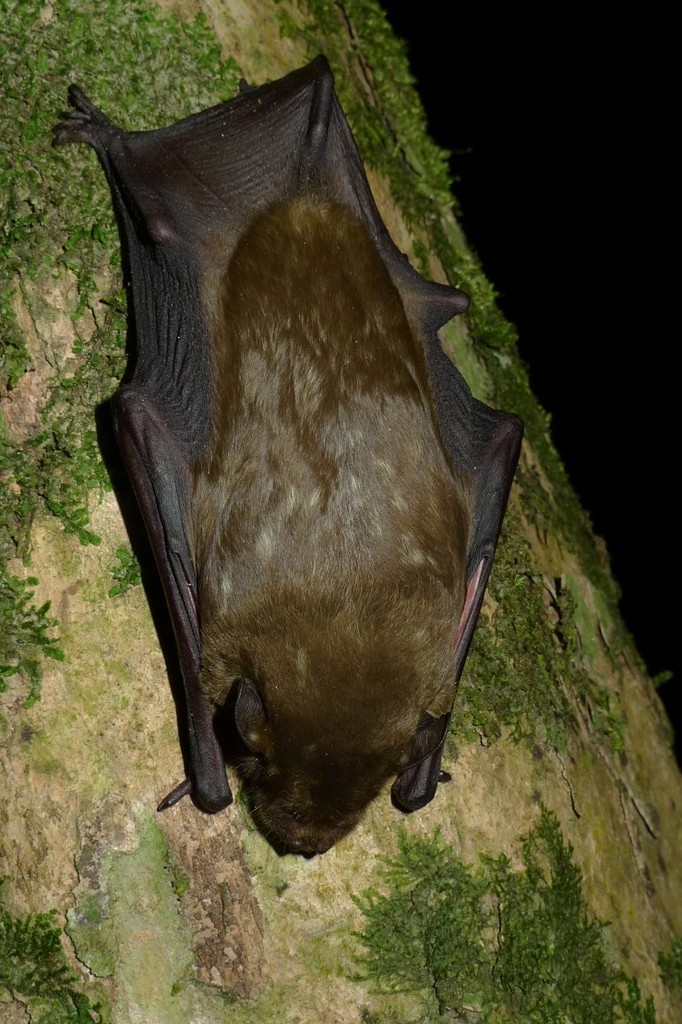 African yellow bat (Bats of Ivory Coast) · iNaturalist