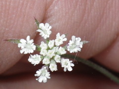 Apiaceae