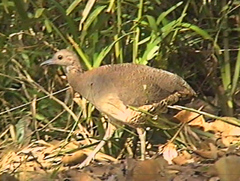 Crypturellus undulatus