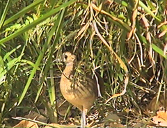 Crypturellus undulatus