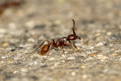 Neivamyrmex nigrescens